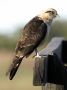 Day01 - 09 * Yellow-headed Caracara